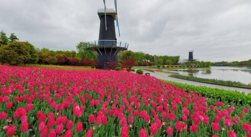 Színpompás tulipánmező lapul Kínában, ami a megszólalásig hasonlít a híres holland mására!