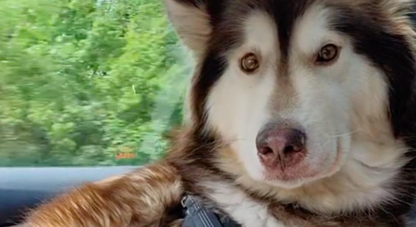 Hat napra vált külön a kutyus és a gazdija: ami történt, amikor újra találkoztak, arra nem számítottak - Videó