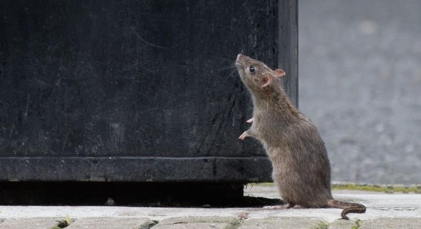 Patkányok tartanak rettegésben egy családot a Pikóék által felújított bérlakásban