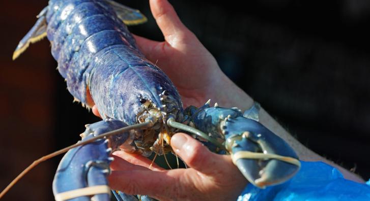 Elképesztően ritka, kék homár akadt brit halászok hálójába
