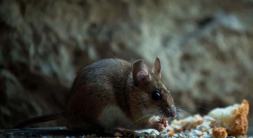 Japán: patkánymaradványok voltak a kenyérben