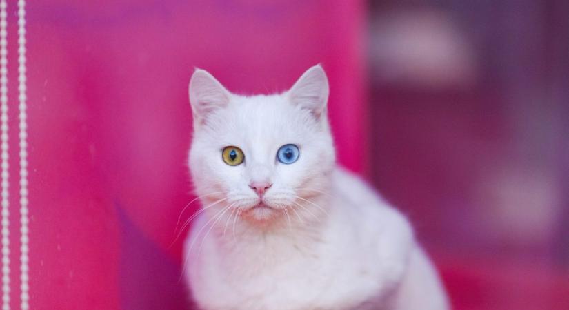 Angóramacska és van-macska: a török szépségek