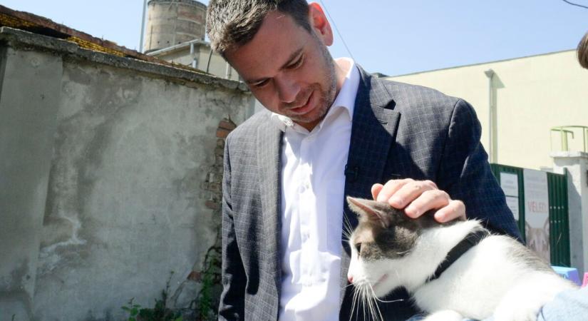 Durvul a kampány: Vitézy Dávid megsimogatott egy macskát