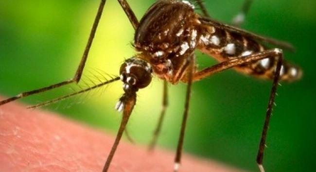 Beindult a szúnyogirtás, kilenc megyében várható