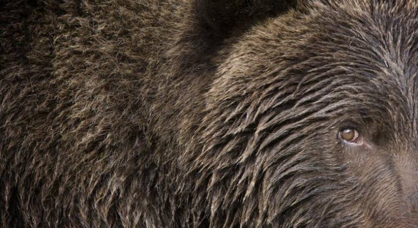 Kiadták a figyelmeztetést: medve járkál Pest vármegyében