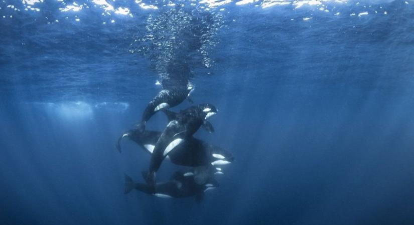 Kardszárnyú delfinek süllyesztettek el egy nagy jachtot