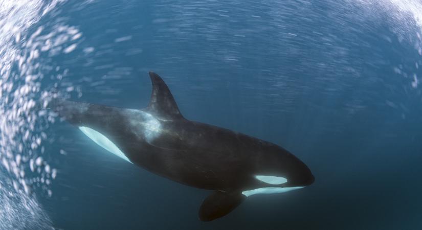 Kardszárnyú delfinek elsüllyesztettek egy 15 méteres vitorlást a Gibraltári-szorosban