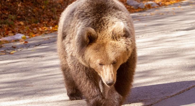 Medveűzést szerveznek csütörtökön a csíksomlyói búcsú környékén