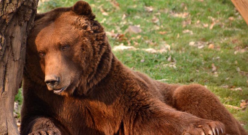 Megszólalt a szakértő: kiderült, miért honosodtak meg a barnamedvék Magyarországon