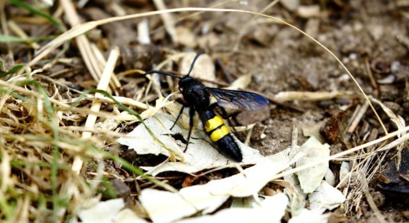 Ne csapd agyon ezeket az ártalmatlan bogarakat: 50 ezres bírságot kaphatsz, ha elpusztítod  Videó