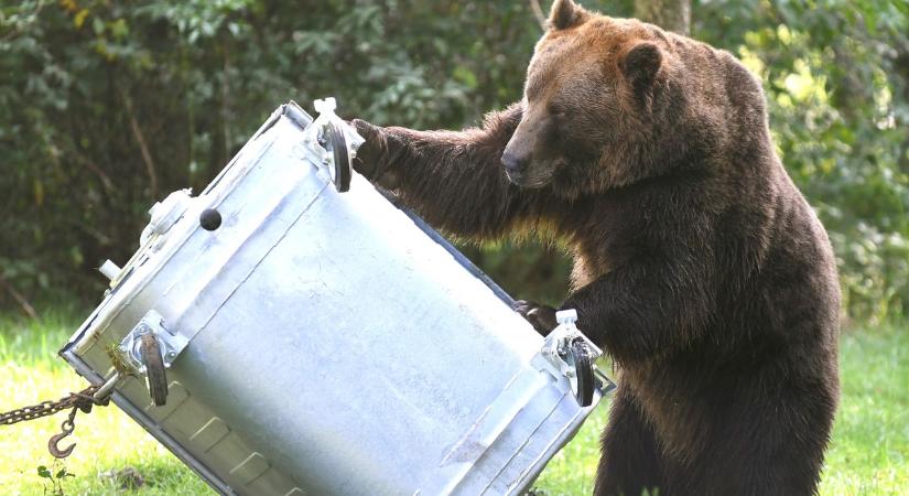 Ellenzéki képviselők módosító javaslatokat nyújtanak be a medvékről szóló törvénnyel kapcsolatban