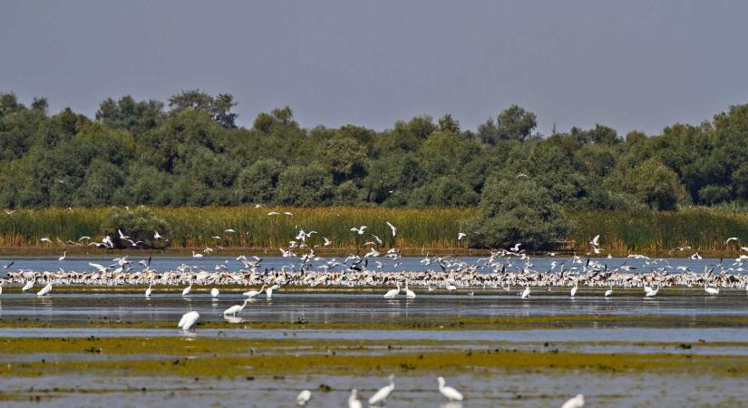 Az európai agrártámogatások károsak a Duna-delta élővilágára és közösségeire