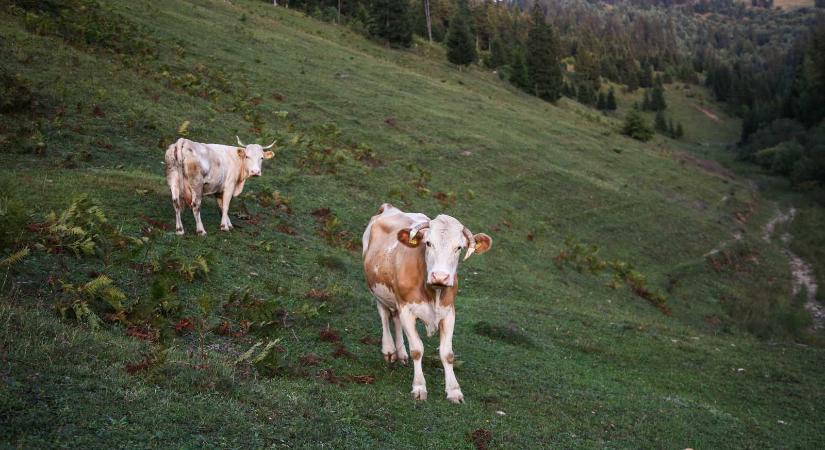 Csökkent Románia szarvasmarha ás sertésállománya