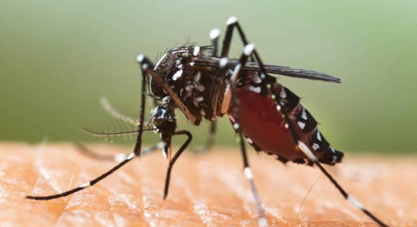 Európa felé tartanak a trópusi betegségeket hordozó szúnyogok