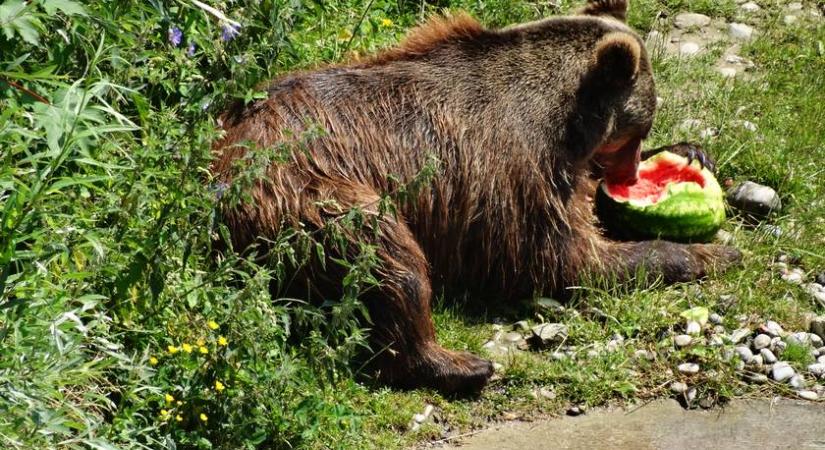 Dinnyét lopott a medve egy család hűtőjéből: videó készült az imádni való jelenetről