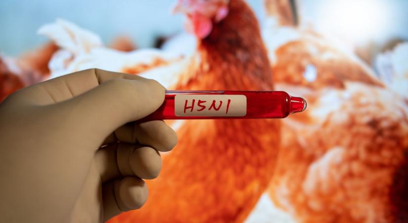 Aggódnak a szakértők: egyre közelebb kerül a madárinfluenza az emberhez