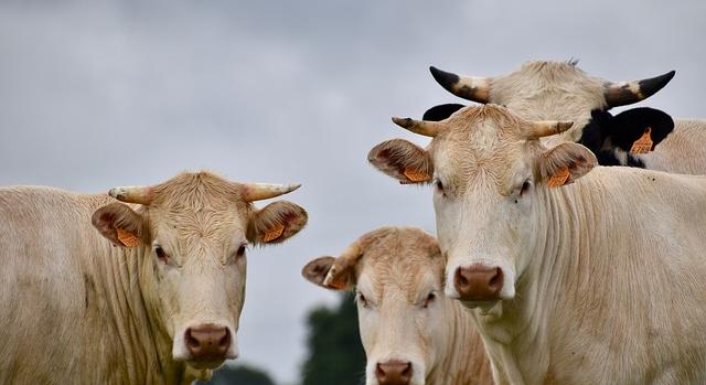 Az európai húsmarha szektor fenntartható jövőjének kialakítása