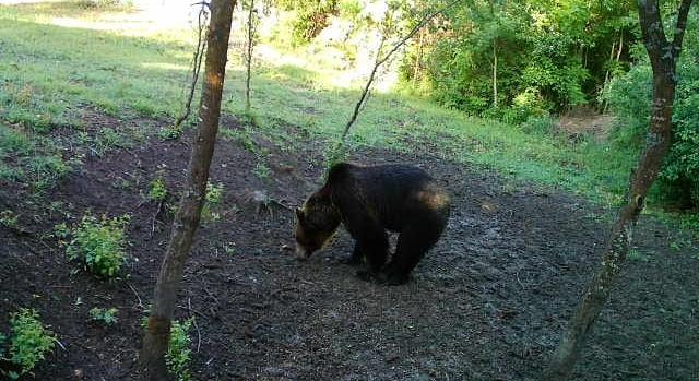 Medve jár a Kolozs megyei Bonchidán