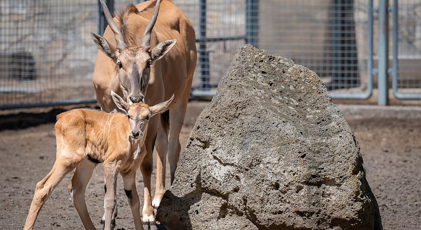 Jávorantilop született a debreceni állatkertben, a látogatók nevezhetik el