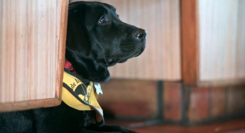 „Nem tűnsz vaknak” – kidobták egy amerikai étteremből a vak fiút és segítő kutyáját
