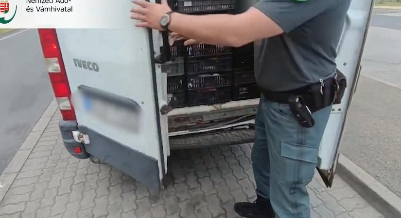 Túlsúlyos furgonban, hűtés nélkül szállított 2,5 tonna csontos csirkemellet – videó