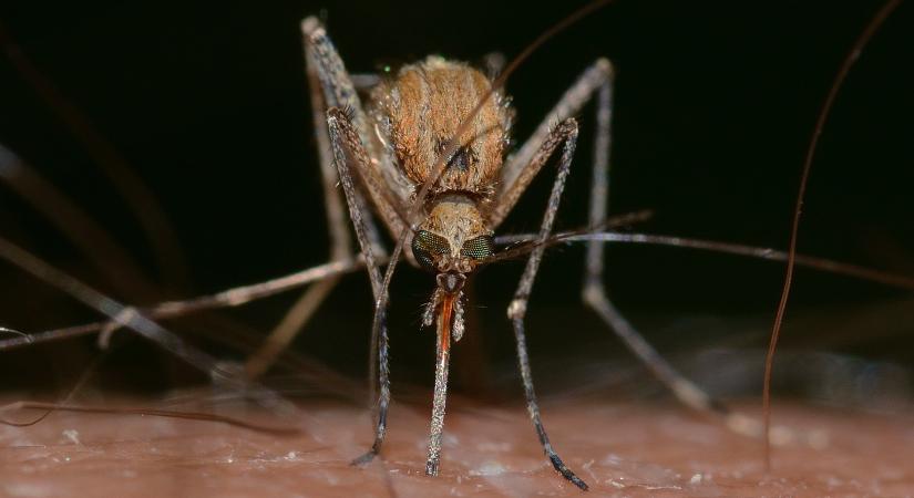 OKF: kilenc vármegyében, csaknem ötvenezer hektáron gyérítik a szúnyogokat