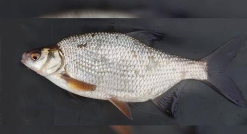 Különös hibrid hal okozott fejtörőt a horgászoknak és szakértőknek