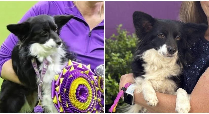 Első alkalommal lett keverék kutya agility-győztes a Westminster Kutyakiállításon
