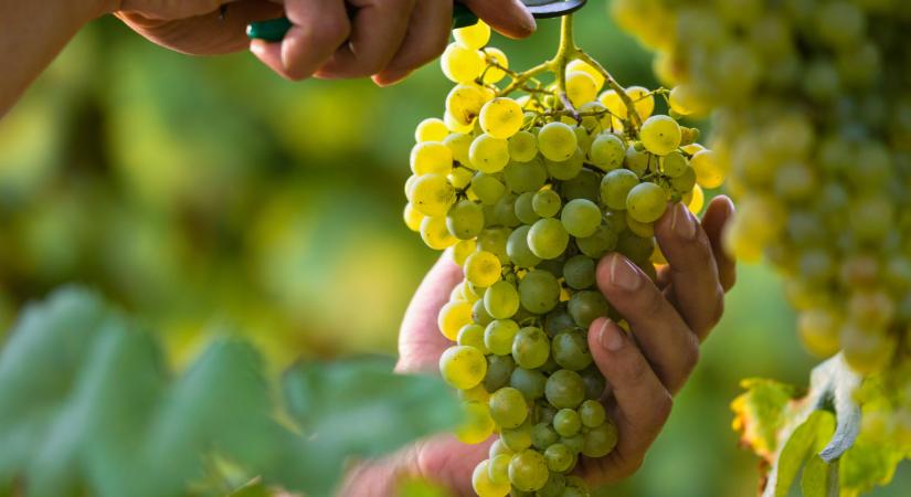 Ezért kincs az agráradat XXXIX. rész: Precíziós szőlőtermesztés a neszmélyi borvidéken