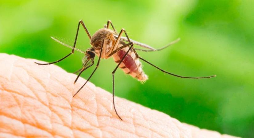 Távol tartanád a szúnyogokat? Mutatjuk, hogy mit (t)egyél