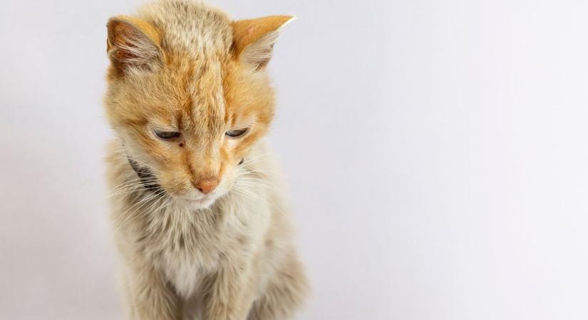 Huszonhat macskát éheztetett és tartott bezárva panellakásában egy nő