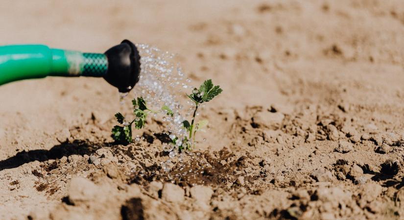 Öntözővíz kisokos: mivel és hogyan segítsük a növények fejlődését?