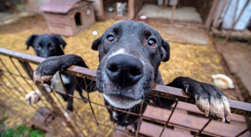 Állatmenhely mentett kutyái számára gyűjtenek a bátonyterenyei óvodákban