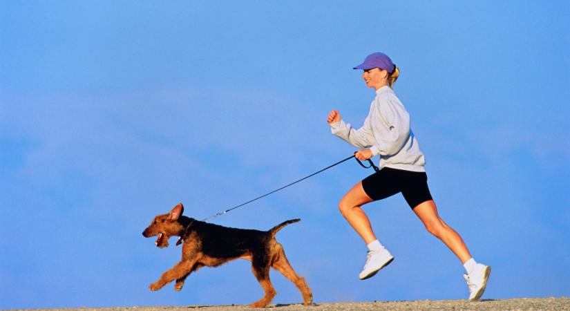 9 kutyafajta, amely kiváló futópartner lehet